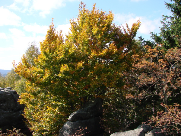 DSC07384.JPG