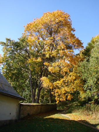 DSC07417.JPG